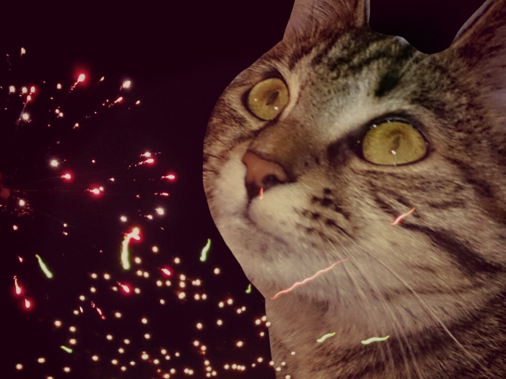 cat firework editing photography pets image by @littlelights